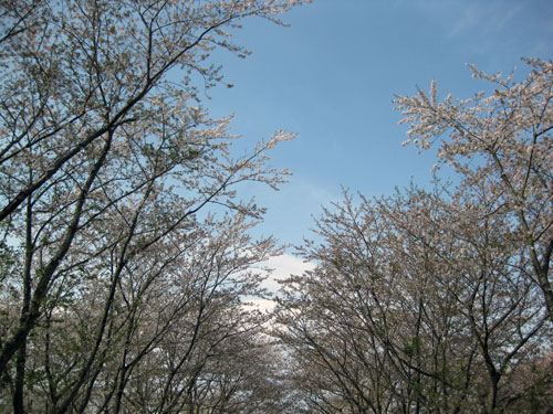 shiroyama3.jpg